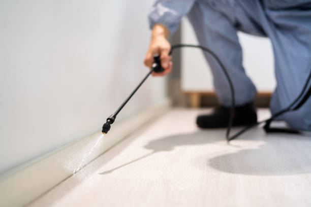 Bed Bug Pre-Treatment Preparation Assessment in Woodbridge