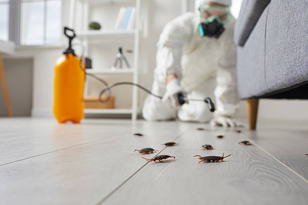 Post-Treatment Bed Bug Interceptor Monitoring in Woodbridge